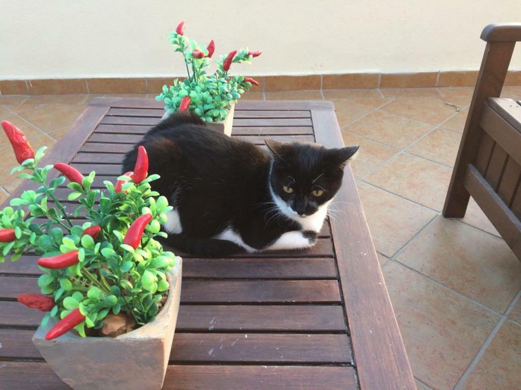 B&B Villa Sul Golfo Quartu SantʼElena Dış mekan fotoğraf